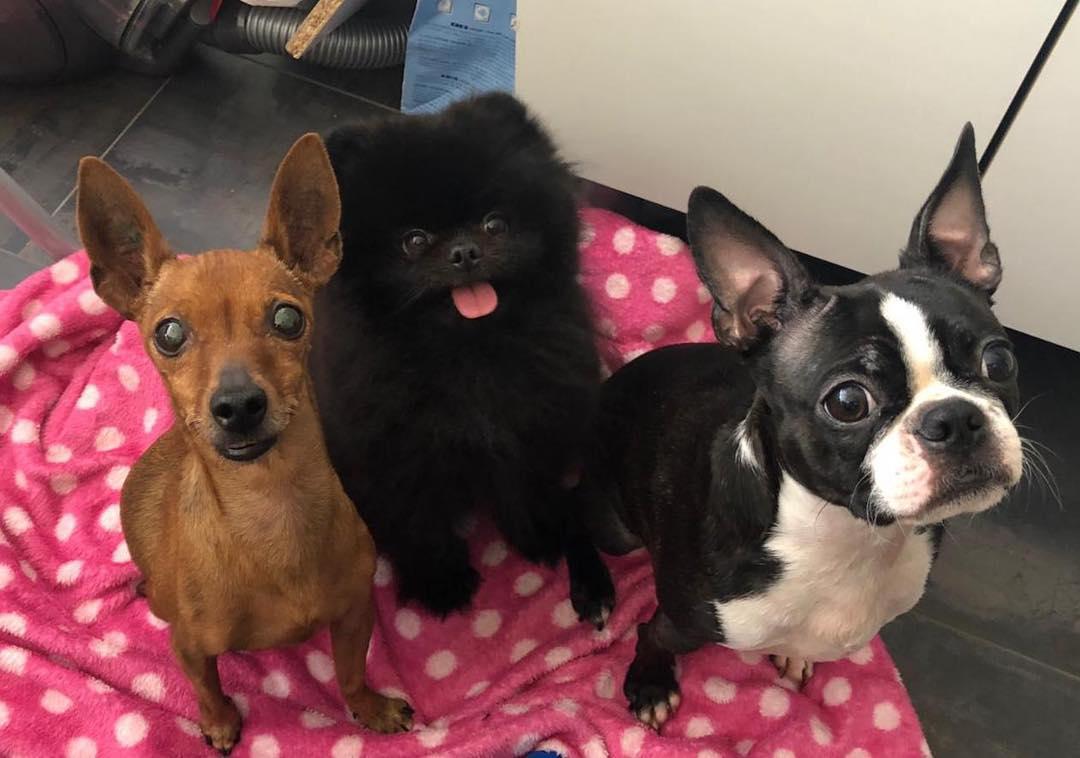 A Boston Terrier, chihuahua, and a pomeranian sitting on the blanket on the floor with their begging faces