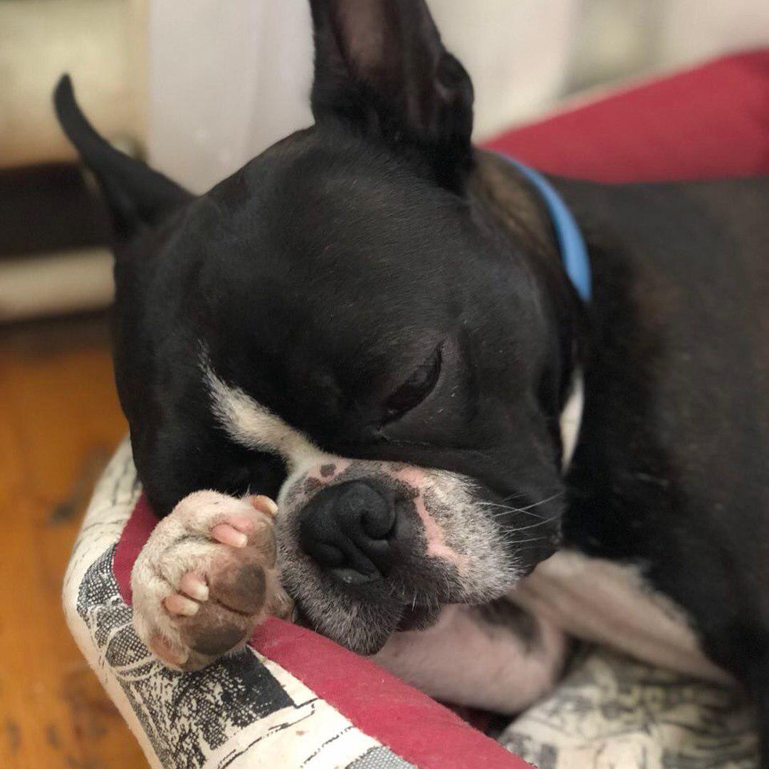 A sleepy Boston Terrier lying in bed