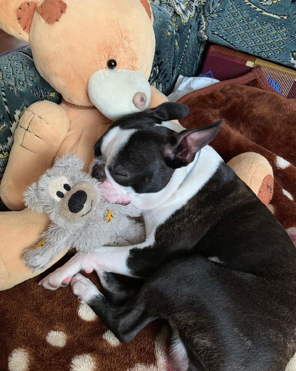 A Boston Terrier sleeping on its bed with its stuffed toys and a large teddy bear