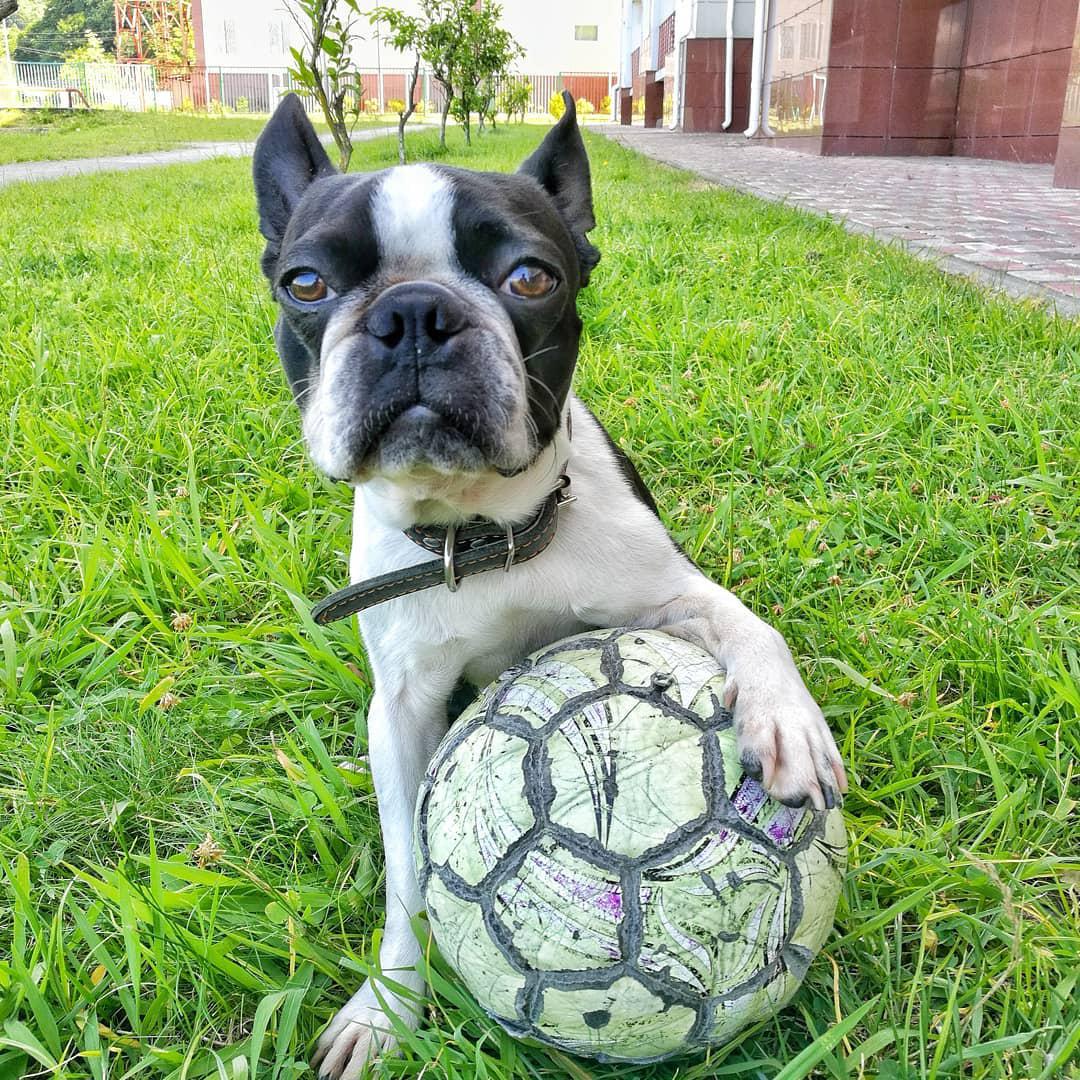 A Boston Terrier in the grass with its soccer ball