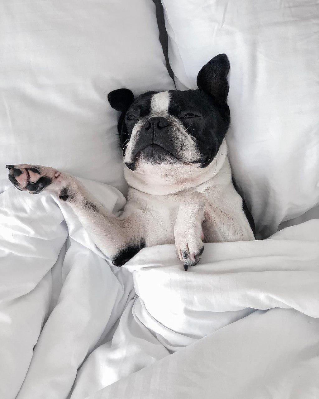 A Boston Terrier lying on the bed in between two pillows and under the blanket