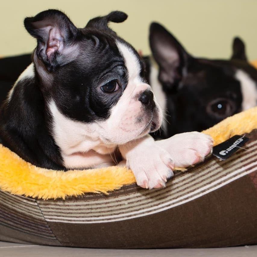 two Boston Terrier puppies lying on their bed