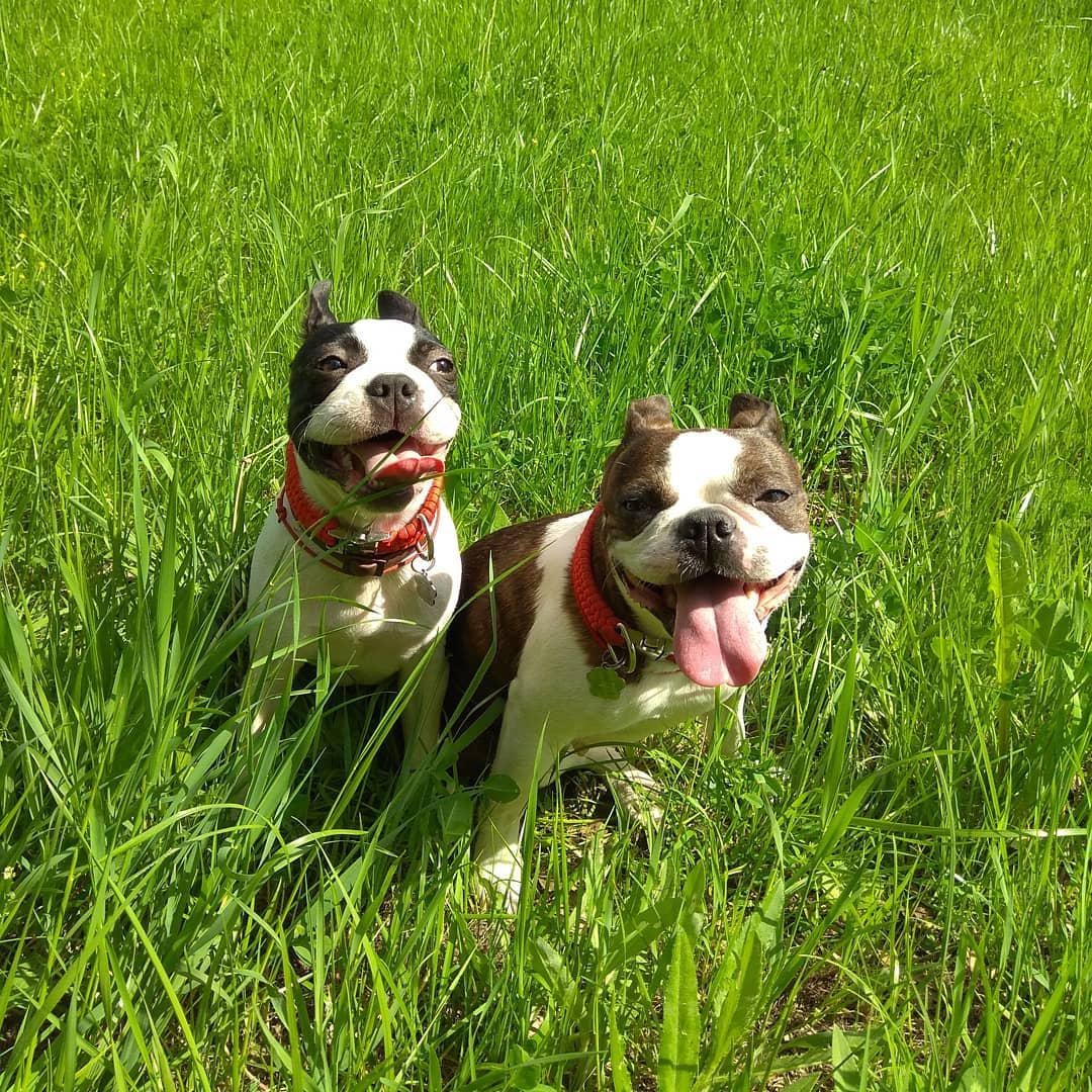 two Boston Terriers in the field of grass
