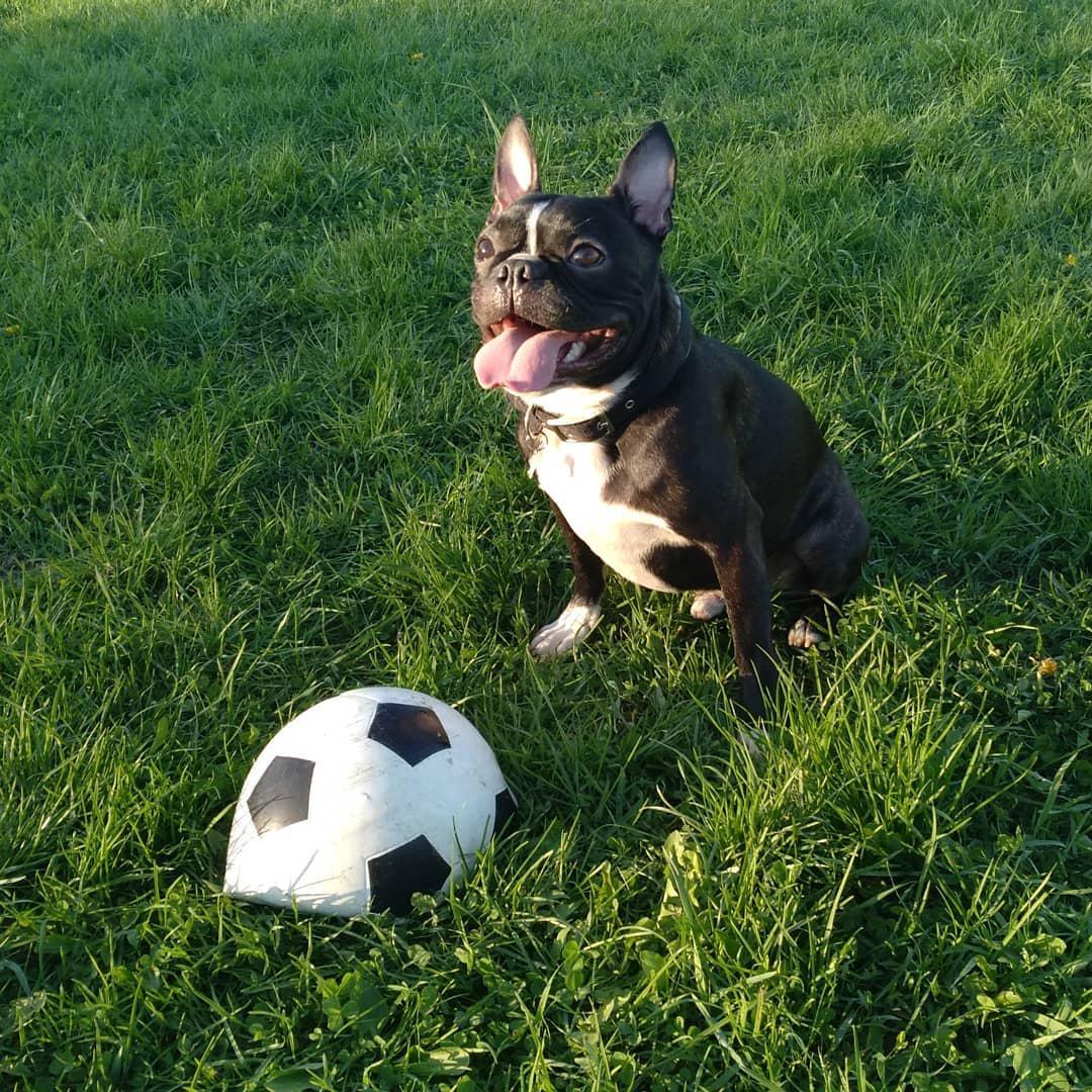 A Boston Terrier sitting in the field of grass in front of a soccer ball
