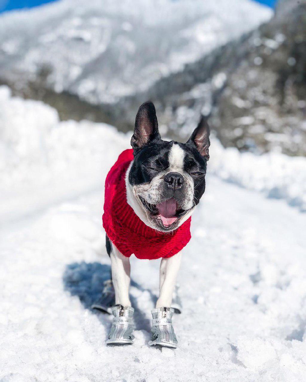 A Boston Terrier wearing a red sweater while standing in snow and yawning