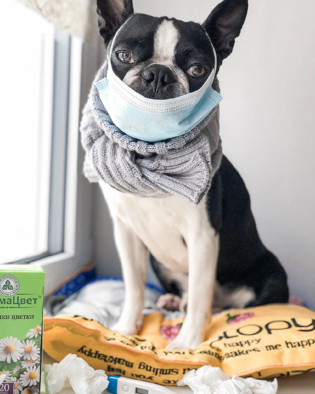 A Boston Terrier wearing a scarf and a mask while sitting by the window