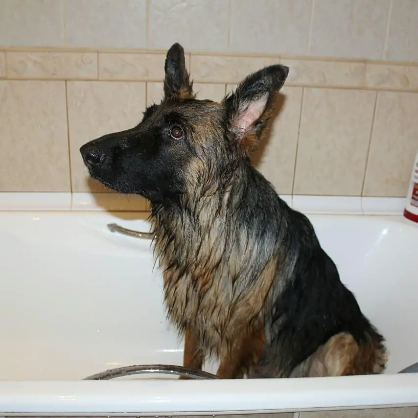 A damp German Shepherd sitting inside the bathtub