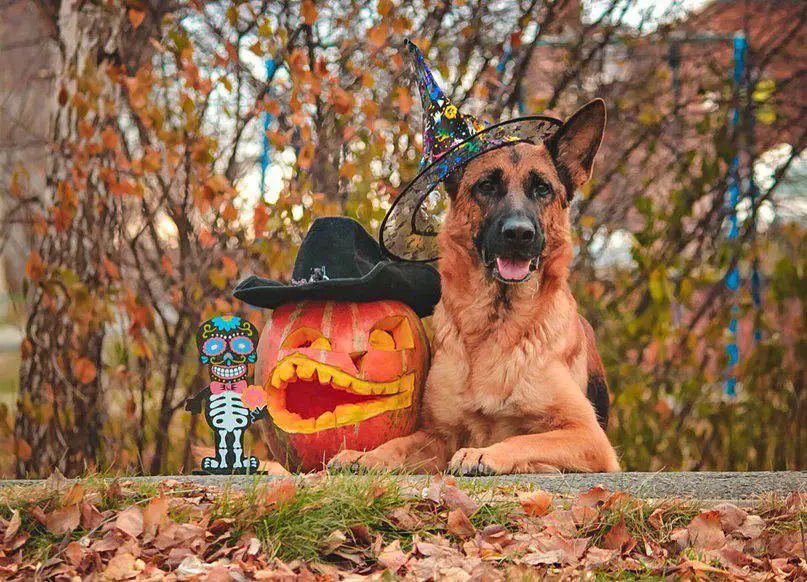 A German Shepherd wearing a witch hat while lying in the forest next to a halloween pumpkin