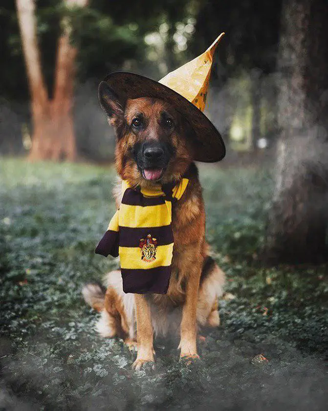 A German Shepherd wearing a witch hat and harry potter scarf while sitting in the middle of the forest