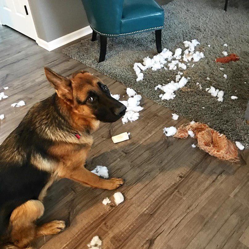 A German Shepherd sitting on the floor in front of its torn stuffed toy