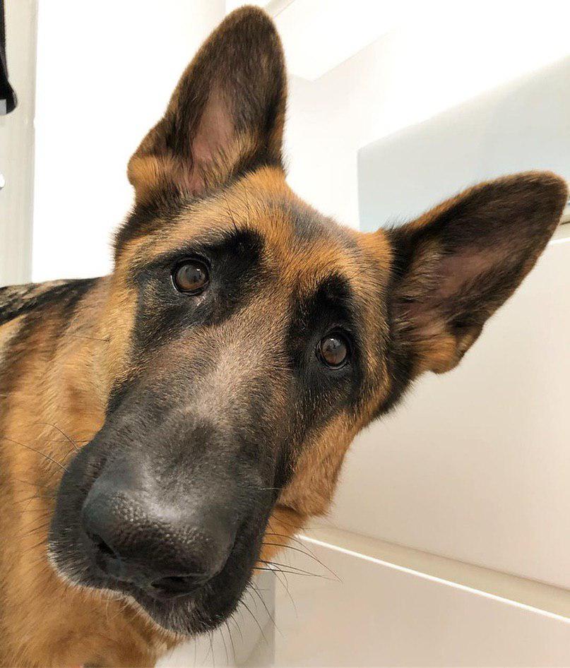 A German Shepherd staring with its begging eyes