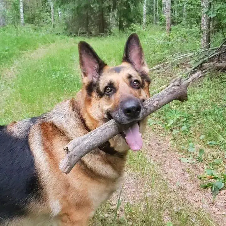 A German Shepherd with a stick in its mouth while standing in the forest