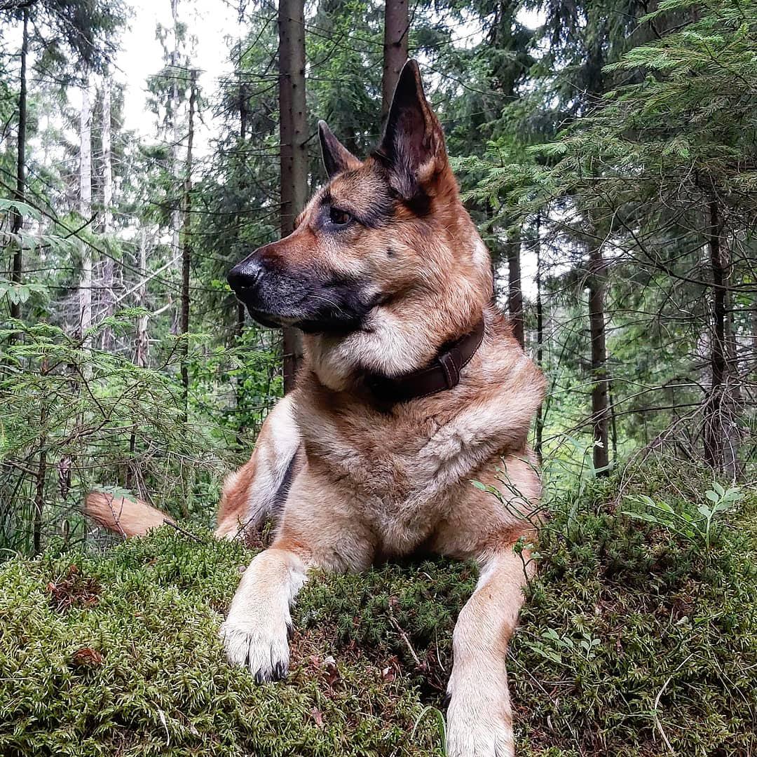 A German Shepherd lying in the middle of the forest while looking sideways