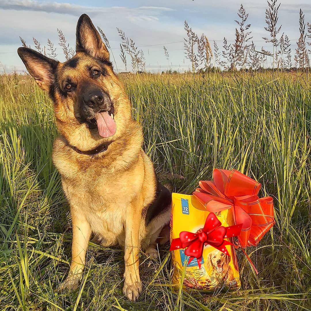 A German Shepherd sitting in the field of grass next to its pack of dog food with a large ribbon