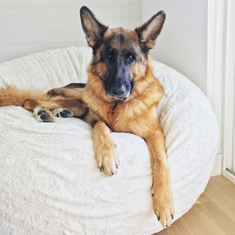 A German Shepherd lying on top of a circle fluffy couch