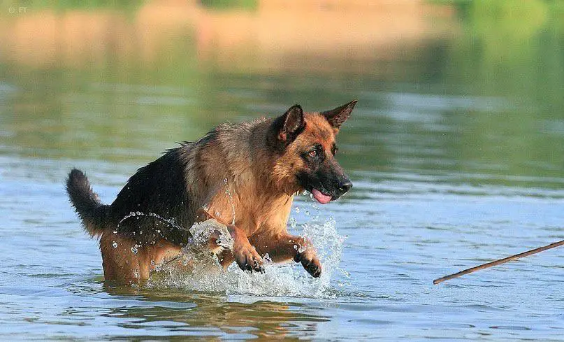 A German Shepherd playing in the lake