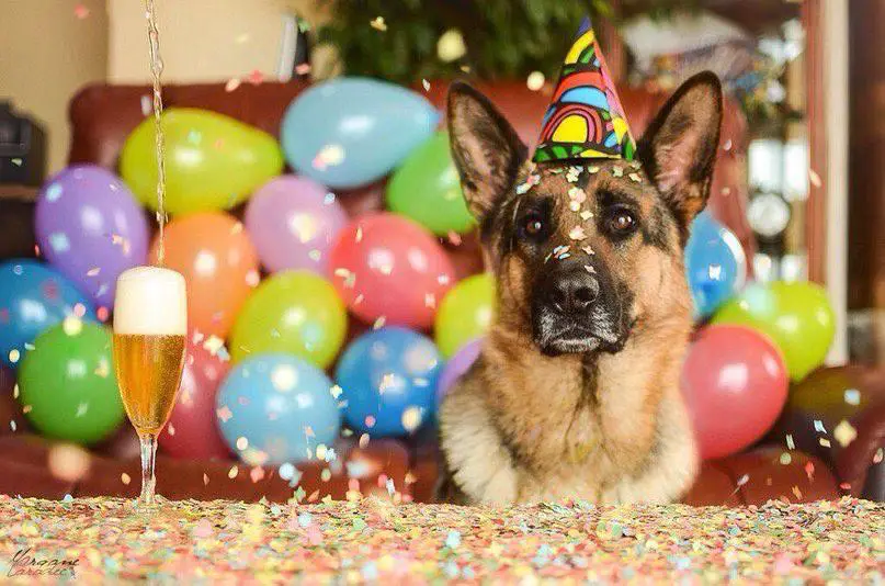 A German Shepherd celebrating its birthday while wearing a birthday hat and staring at the wine on the table in front of him and a bunch of balloons behind him