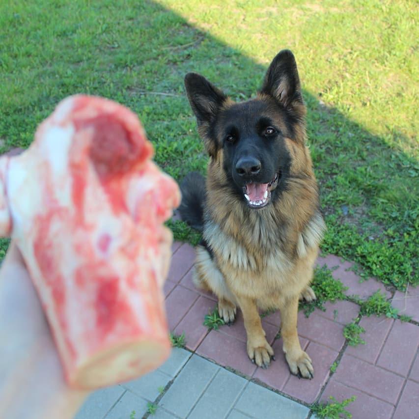 A German Shepherd sitting on the pavement pathway in the yard while staring at the meat in hand of the person in font of him