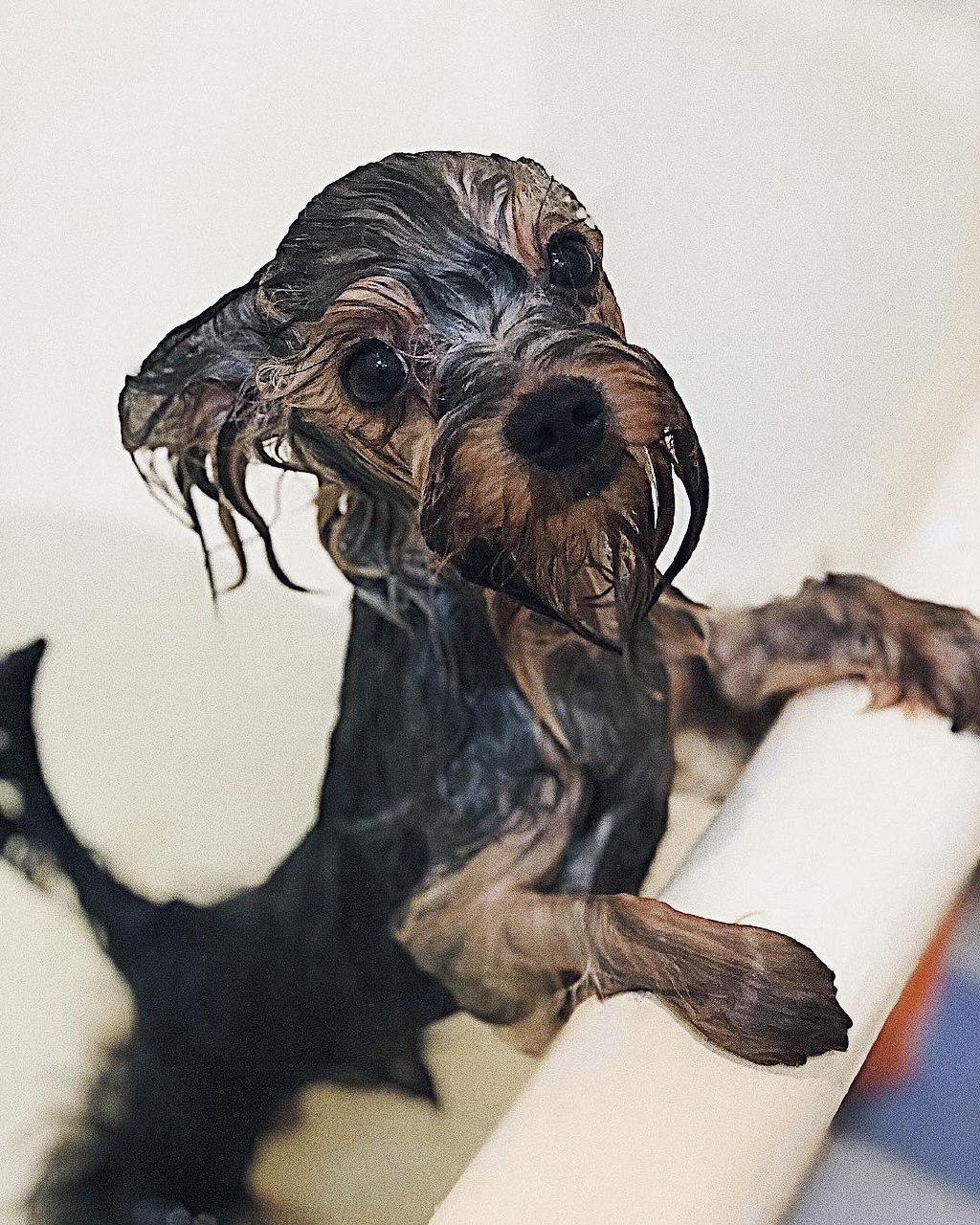 A wet Yorkshire Terrier inside the bathtub