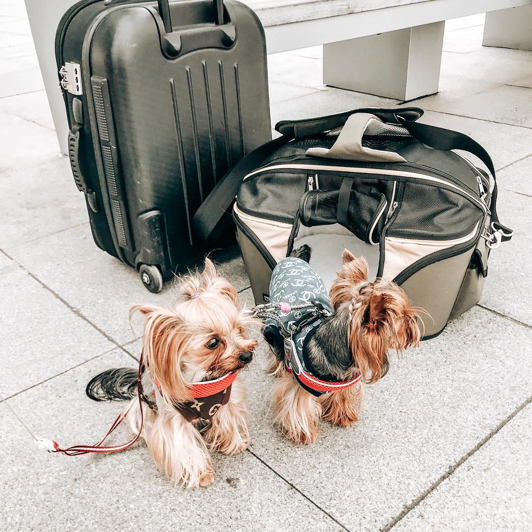 two Yorkshire Terriers sitting on the floor next to an airport bag and suitcase