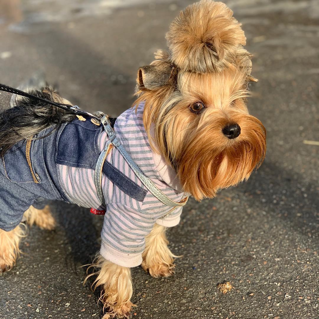 A Yorkshire Terrier wearing a cute denim outfit while standing on the pavement