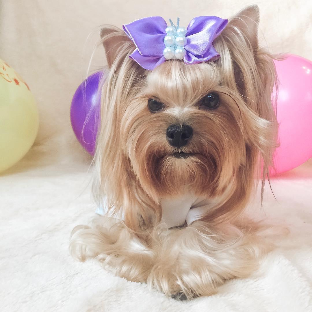 A Yorkshire Terrier wearing a purple hair tie on top of her head while lying on the couch