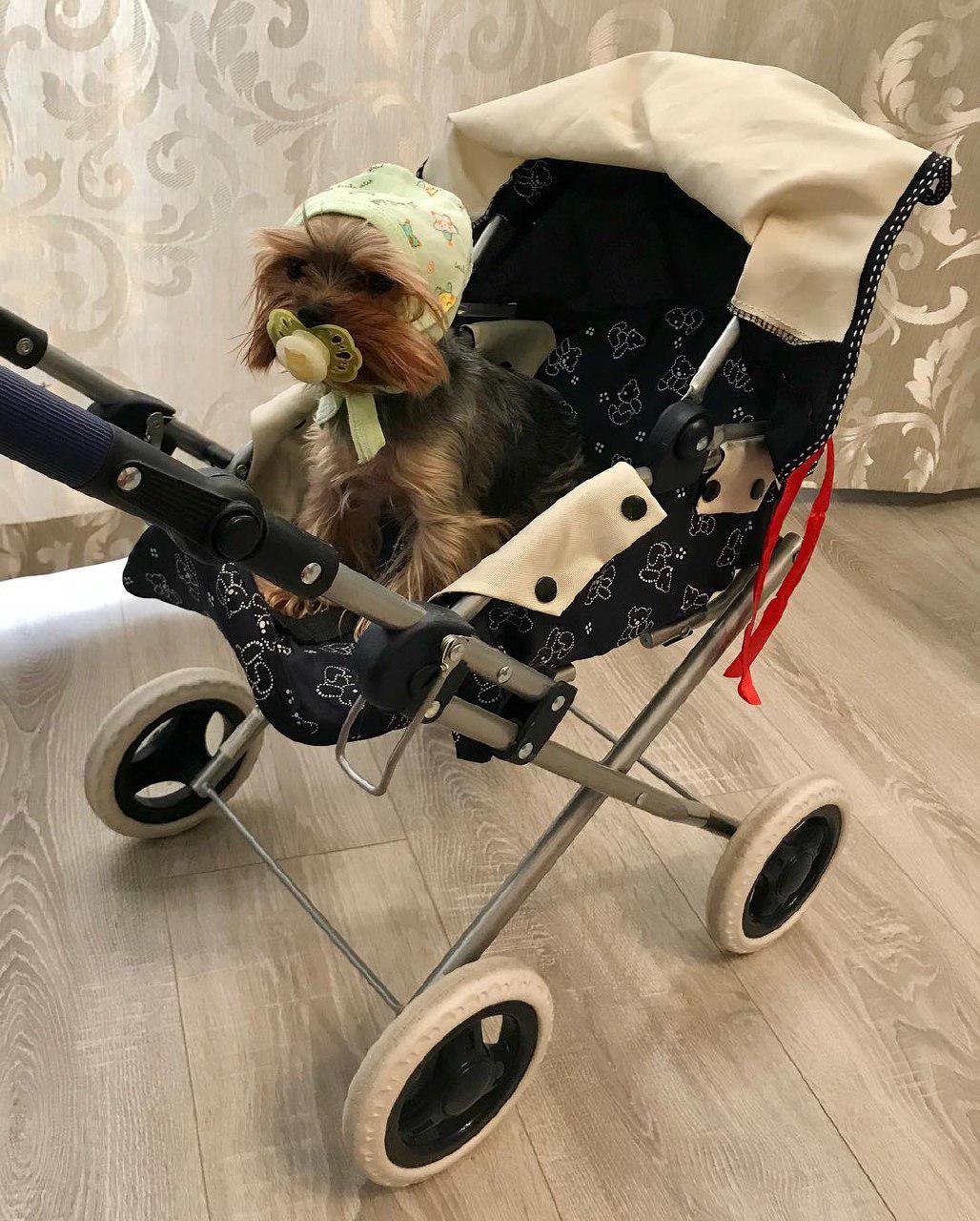 A Yorkshire Terrier in a baby outfit while sitting inside the stroller