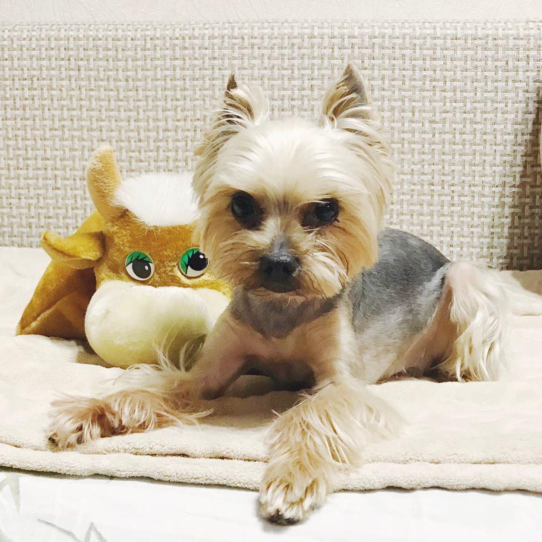 A Yorkshire Terrier lying on the couch with its stuffed toy