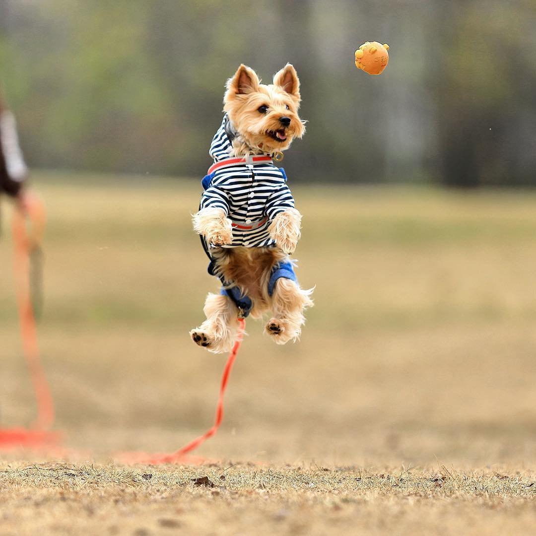 A Yorkshire Terrier jumping towards the ball at the park