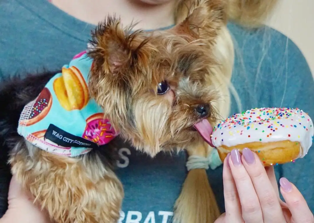 a woman holding a Yorkshire Terrier while licking the donut in her hand