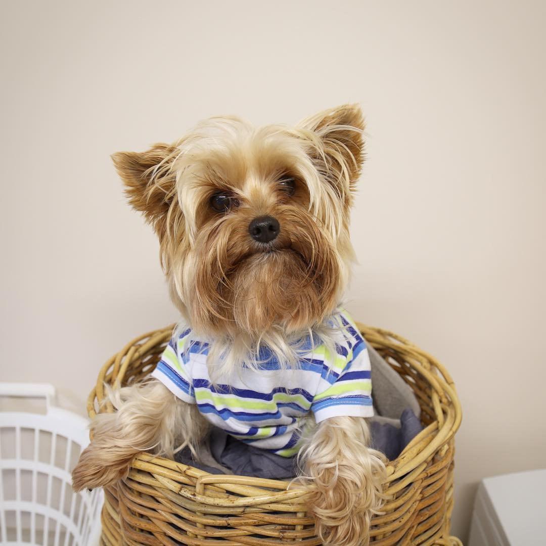 A Yorkshire Terrier wearing a shirt while sitting inside a wicker basket