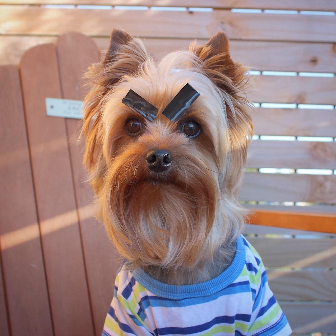 A Yorkshire Terrier wearing a shirt and black sticker on top of its eyebrows while sitting on the chair outdoors
