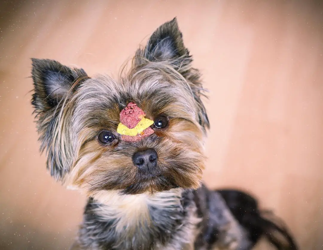 A Yorkshire Terrier with treat on top of its muzzle while sitting on the floor
