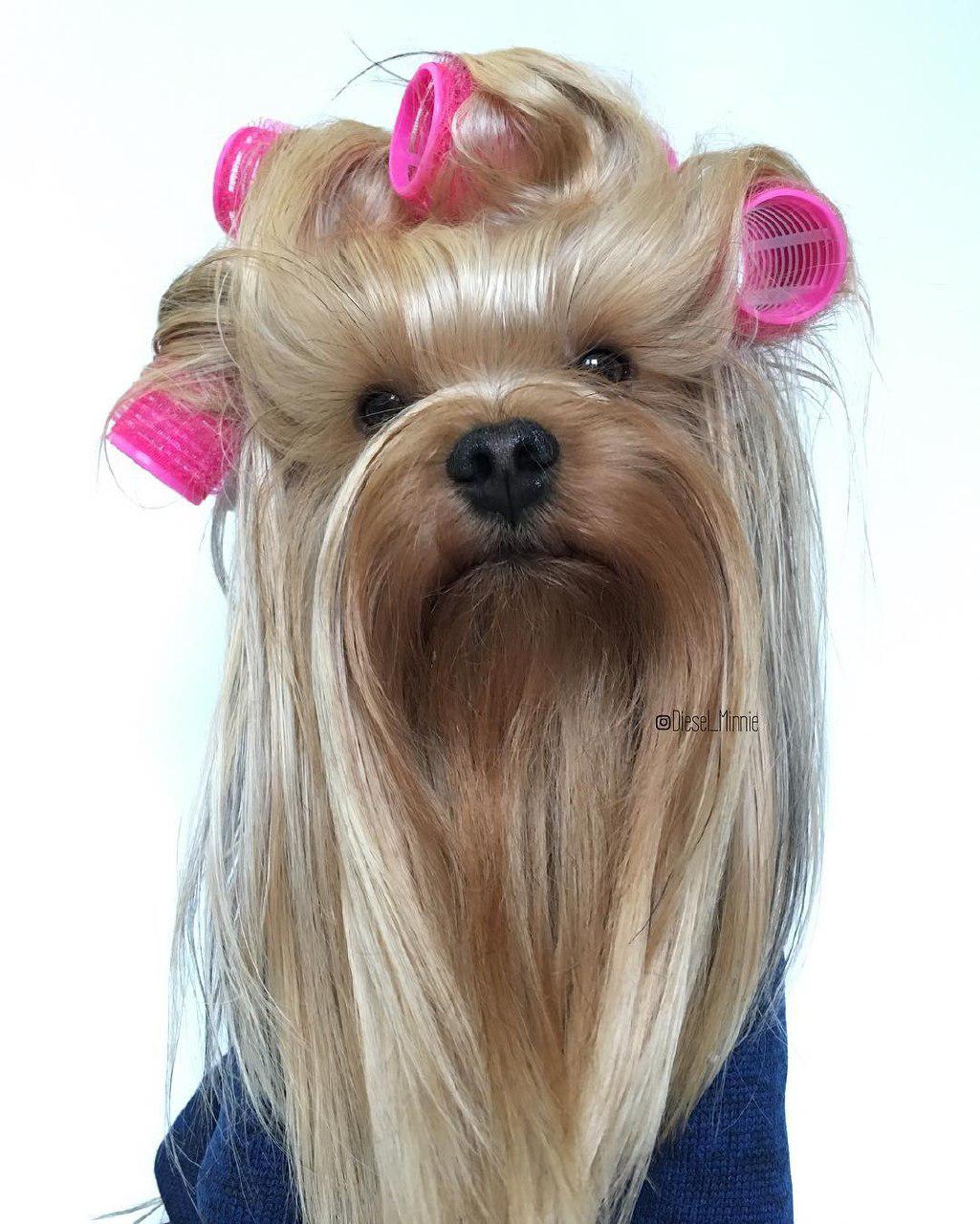 A Yorkshire Terrier with long hair wearing pink curlers