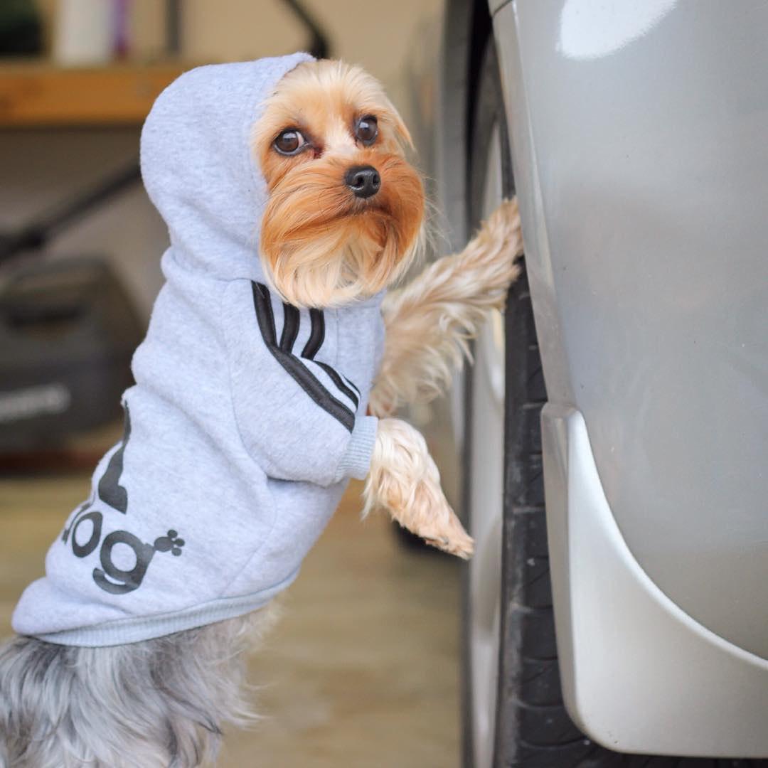 A Yorkshire Terrier wearing a sweater with a hoodie while standing up leaning towards the car