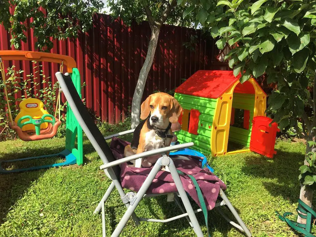 Beagle  sitting on the chair in the backyard playground