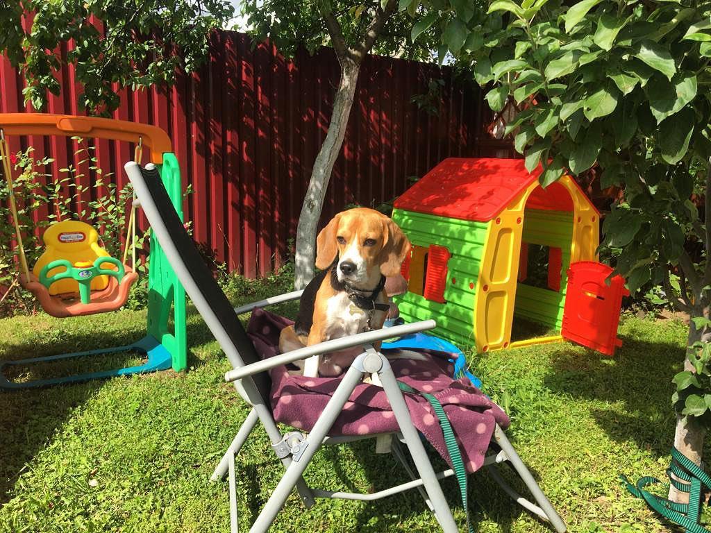 Beagle  sitting on the chair in the backyard playground