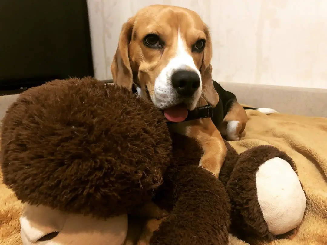 Beagle Beagle lying on its bed with its large stuffed toy in front of him