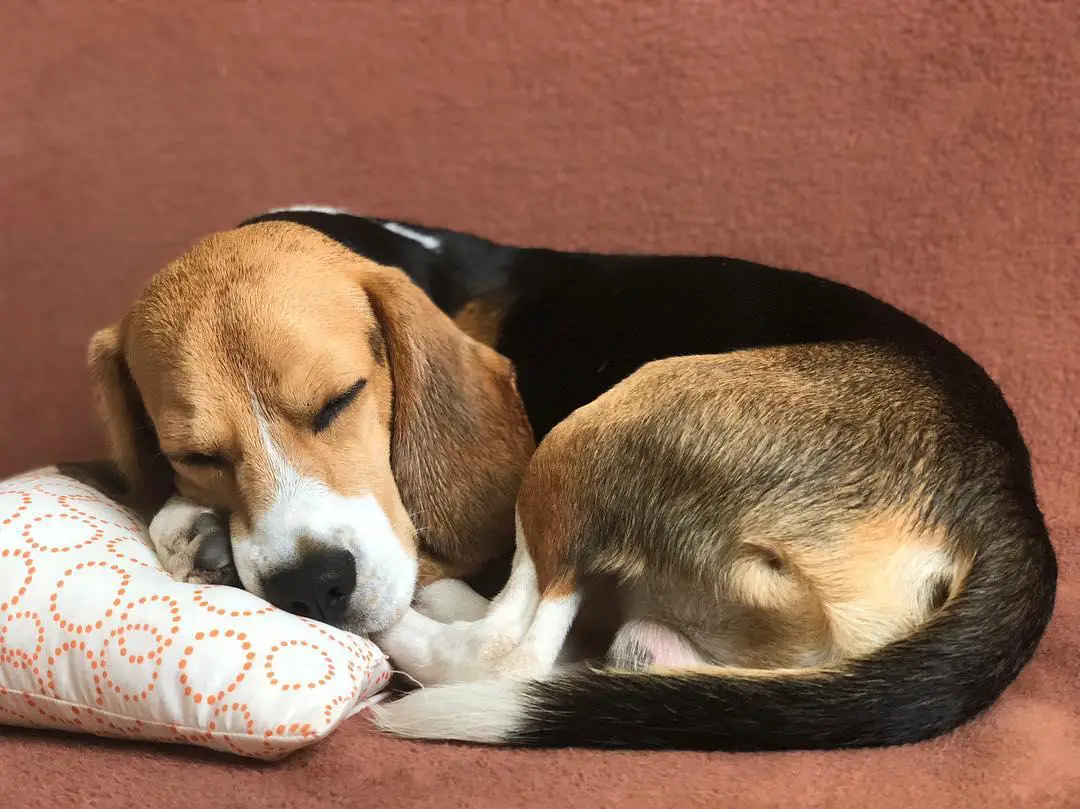 Beagle curled up sleeping on the couch with its paws and head on the pillow