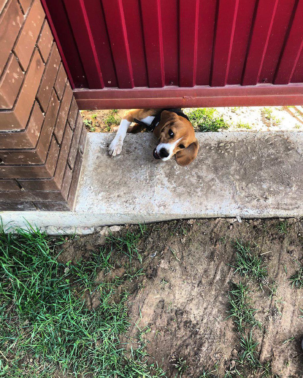 Beagle peeking under the fence