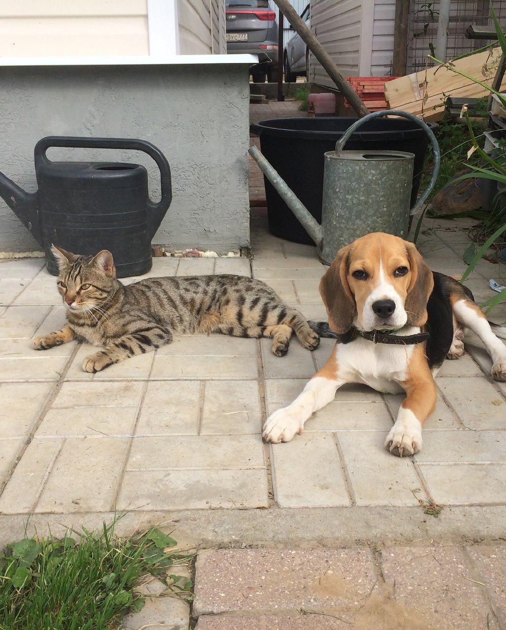Beagle lying down on the pavement next to a cat