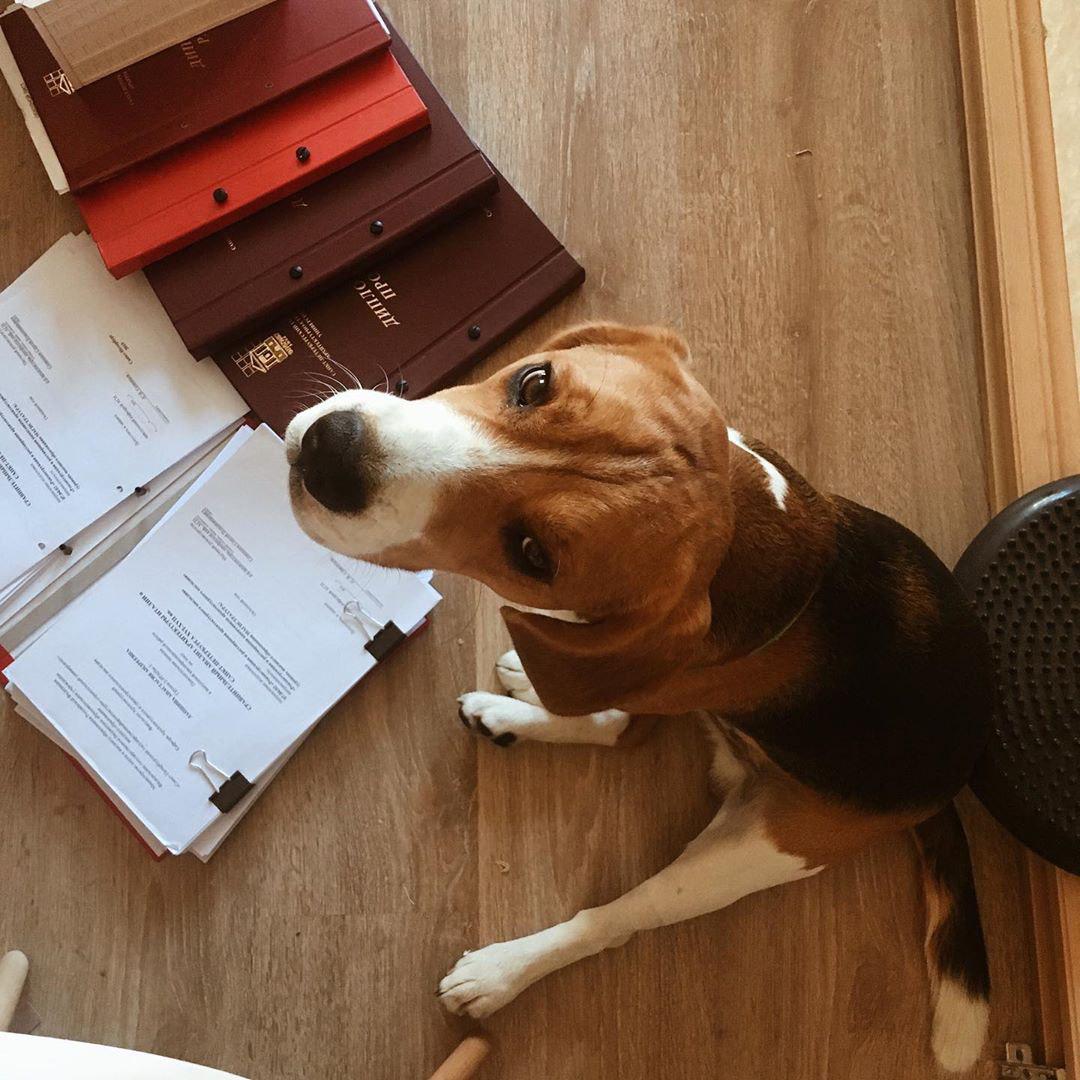 Beagle  sitting on the floor in front of the documents
