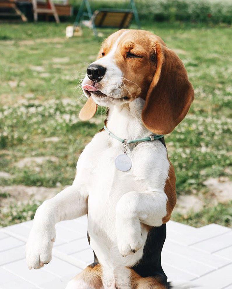 Beagle sitting pretty in the garden with it small tongue out and eyes closed