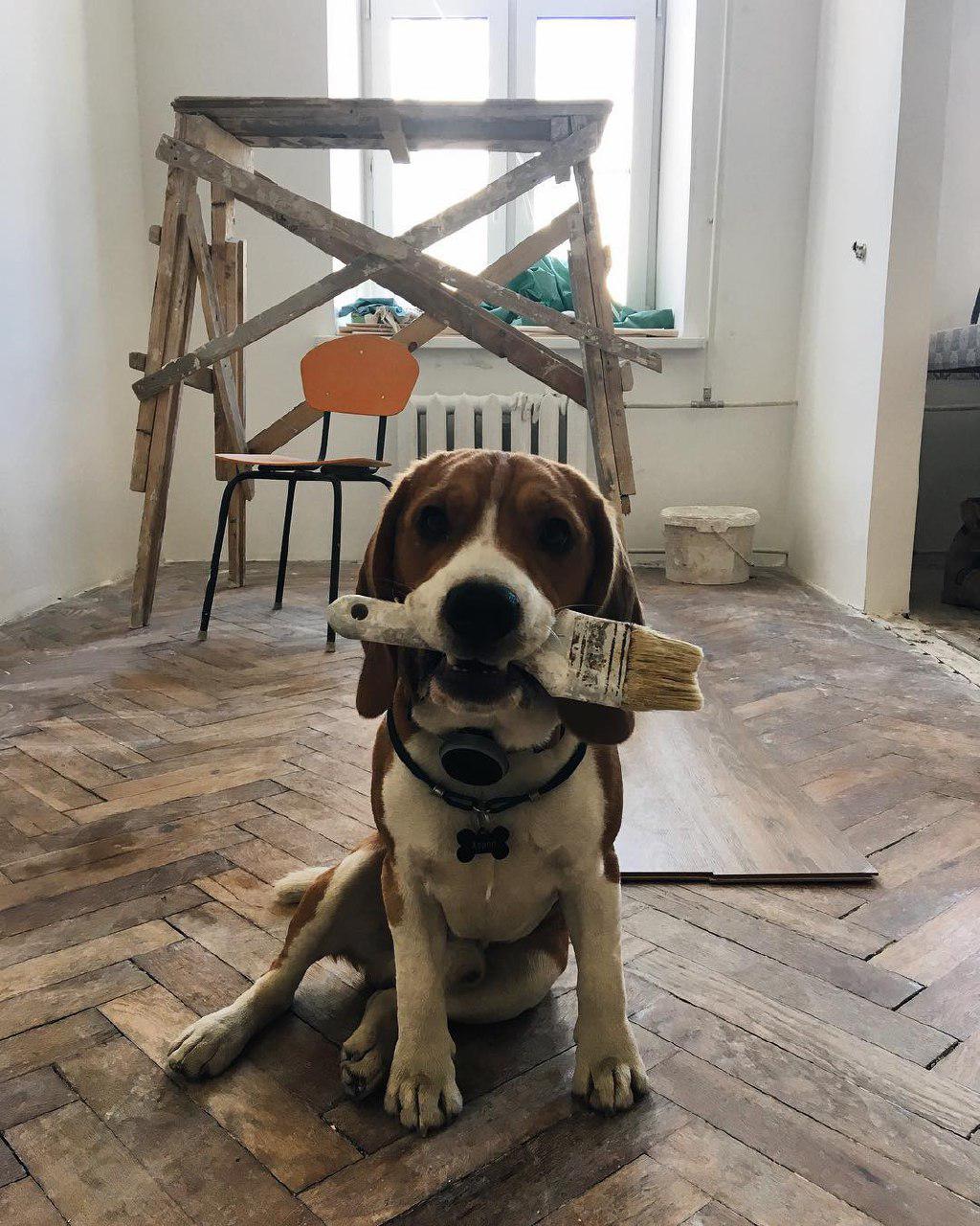 Beagle sitting on the floor with a paint brush in its mouth