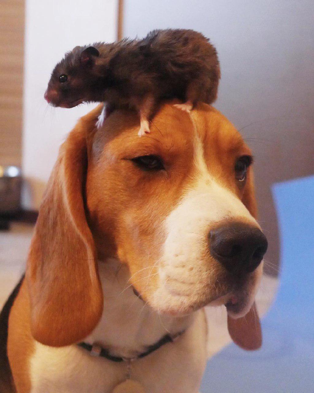 Beagle with a mouse on top of its head