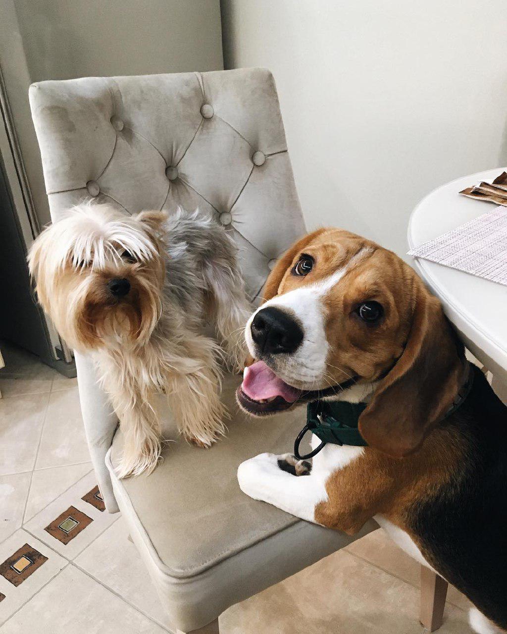 Beagle under the table standing up against the chair with a dog standing on top of it