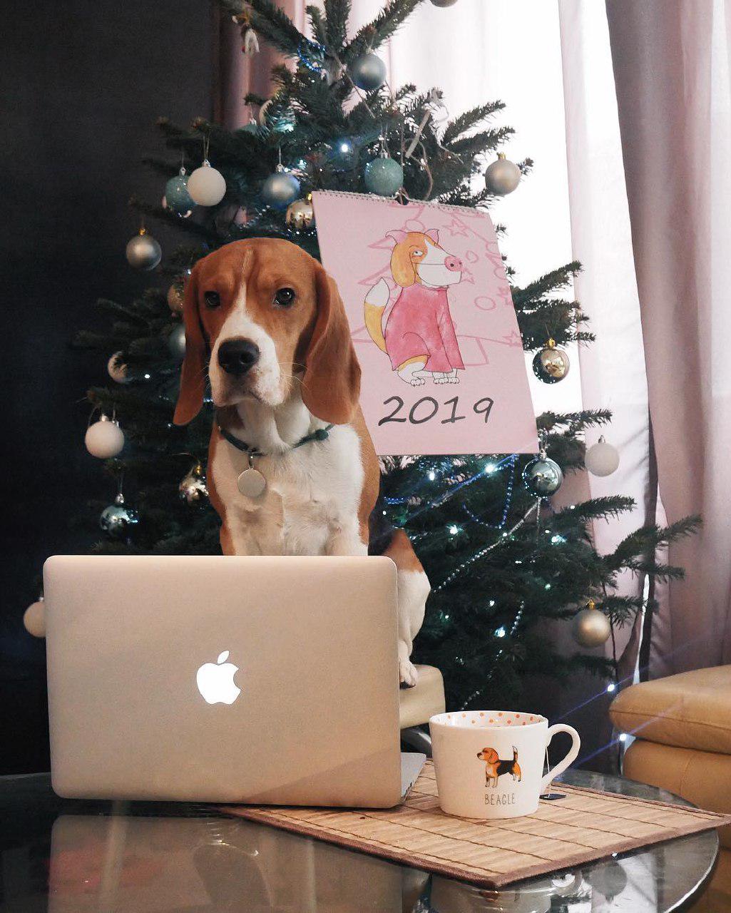 Beagle sitting on the chair in front of lap top and a cup of tee on the table