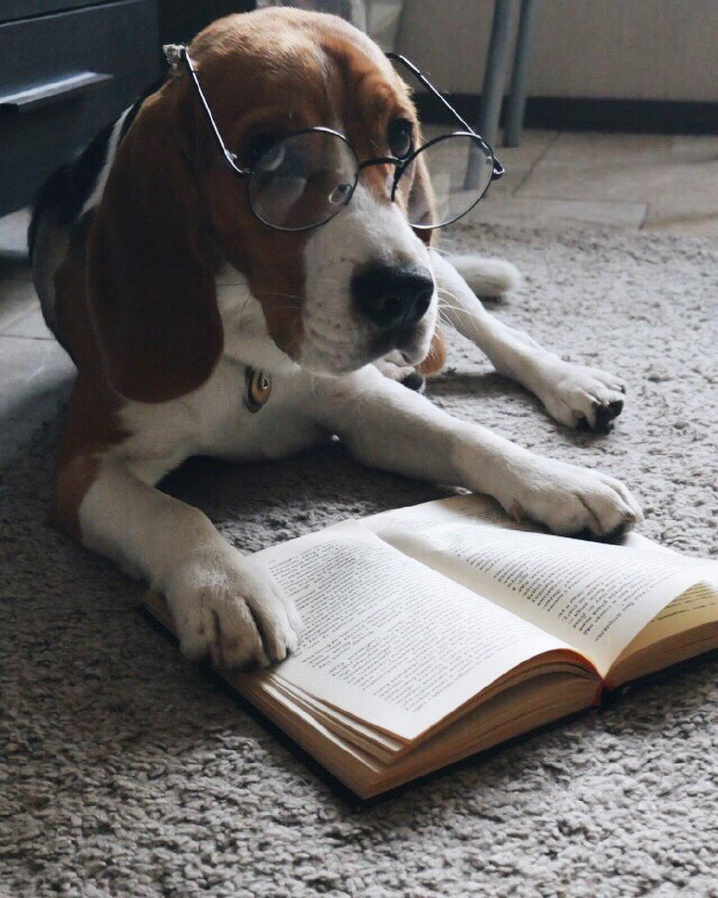 Beagle wearing a reading glasses while lying on the carpet in front of a book