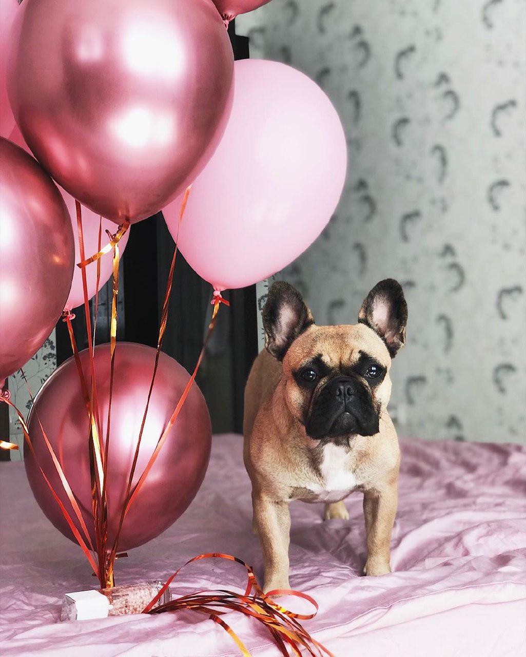 A French Bulldog standing on the bed next to a bunch of floating pink balloons