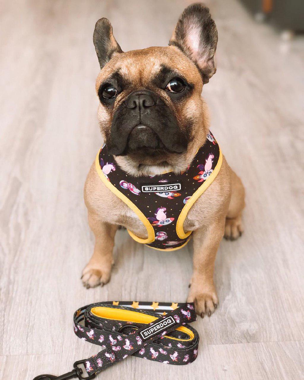A French Bulldog wearing a harness while sitting on the floor behind the leash